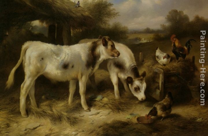 Walter Hunt Calves and Hens Feeding